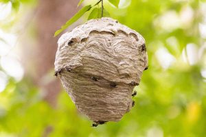 bonnes pratiques pour gérer un nid de guêpes