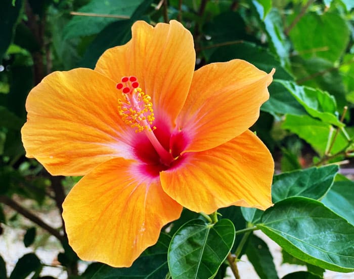 Fleur d'hibiscus