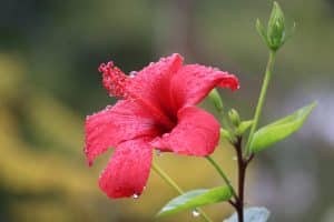 entretenir l'hibiscus