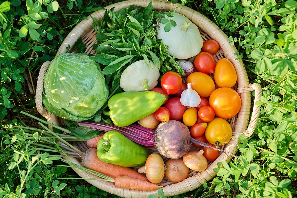 Panier avec la récolte du potager.