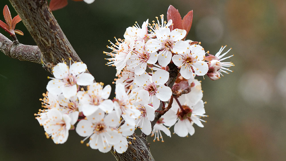 Fleurs de l'abricotier du Japon