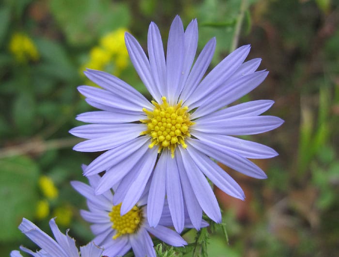 L'aster.
