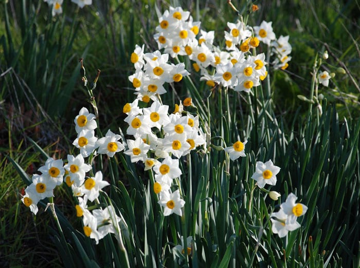 Narcisse.