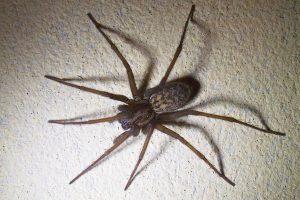 Araignée géante