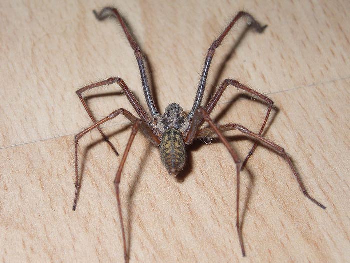 L’araignée tégénaire.