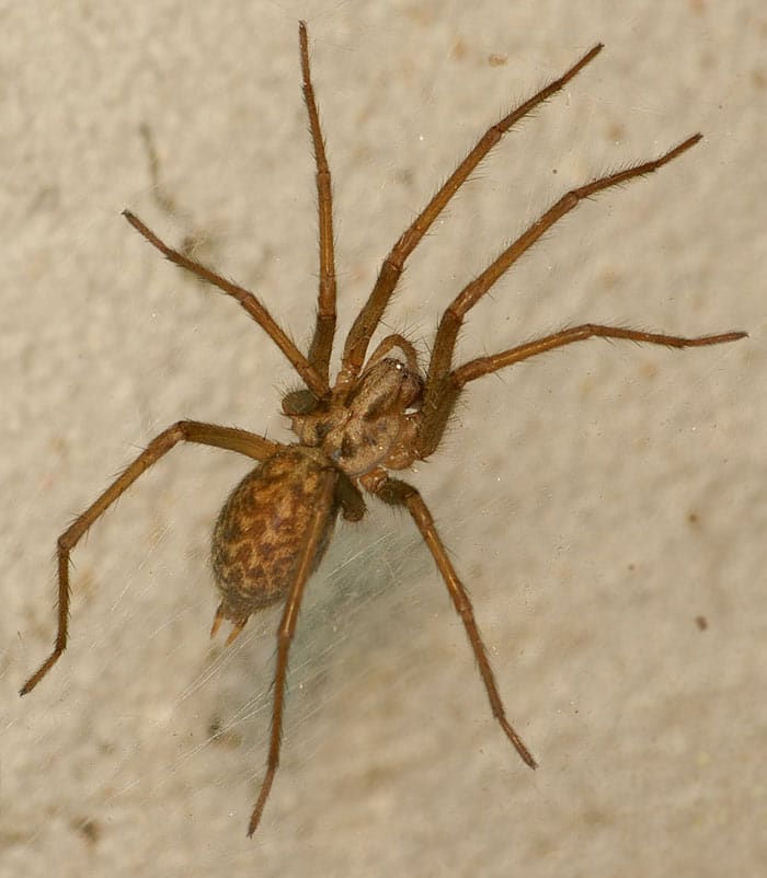 Tegenaria domestica.
