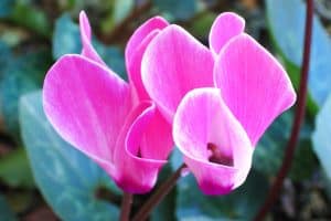 Choisir la bonne variété de cyclamen
