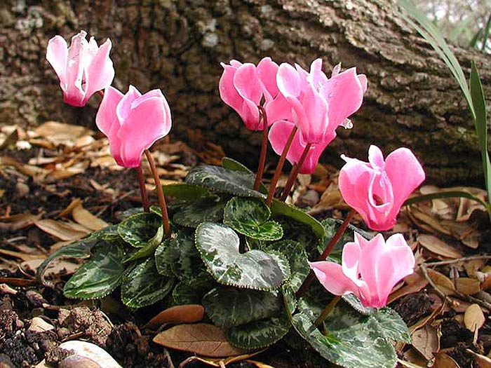 Cyclamen.