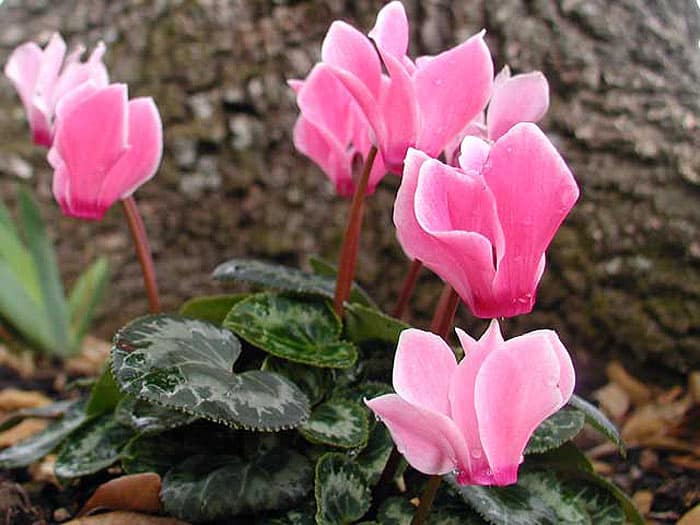 Cyclamen persicum Mill.