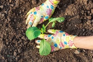 Engrais pour plantes en automne.