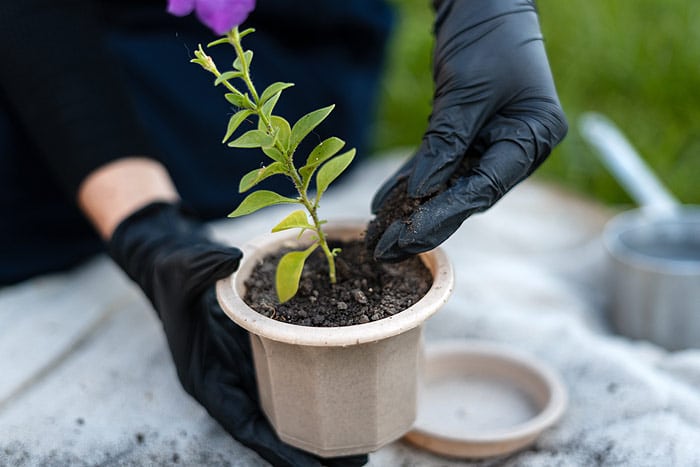 Engrais pour la santé des plantes vertes d’intérieur.