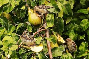 Tailler ces arbres fruitiers en septembre