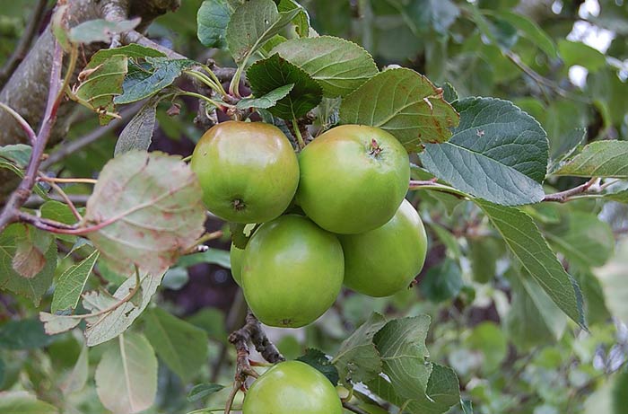Pommes du jardin.