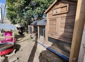 le bien-être des poules avec un bon poulailler