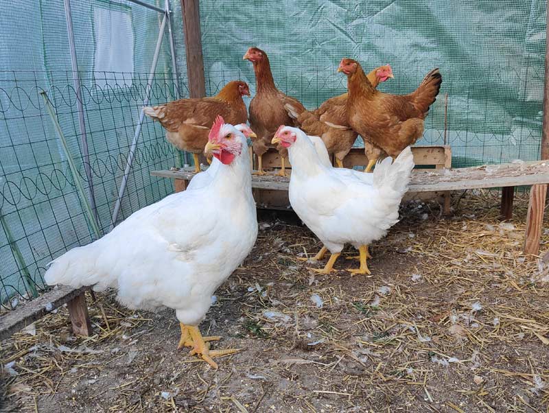 Poules en bonne santé.