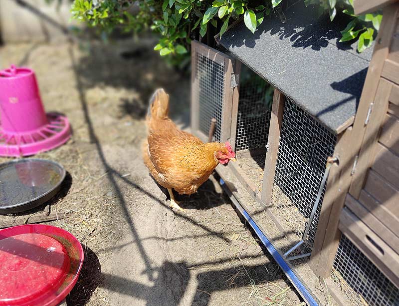 Poule rousse au poulailler.