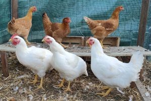 Vente des œufs de poules