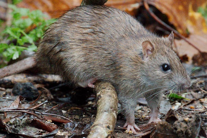 Rat dans le jardin.
