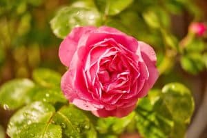 Multiplication des roses.