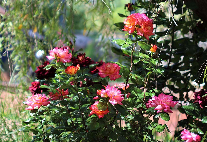 Multiplication infinie des roses.