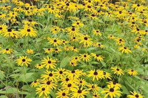 Fleurs d'automne