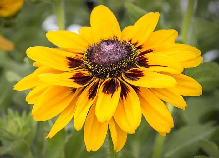 Les rudbeckias.