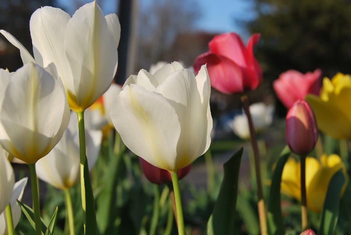 Tulipes au jardin.