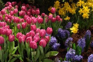 Vivaces et bulbes, parterre de fleurs au printemps.